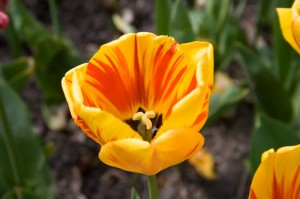 tulpen3